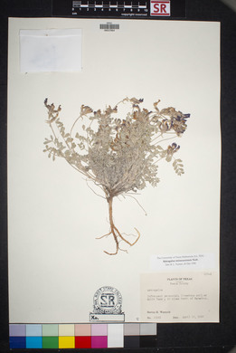 Astragalus missouriensis image