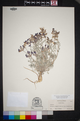 Astragalus missouriensis image