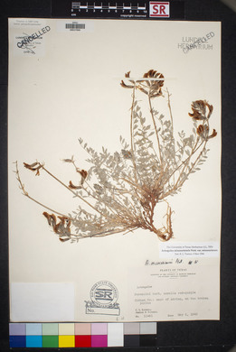 Astragalus missouriensis image