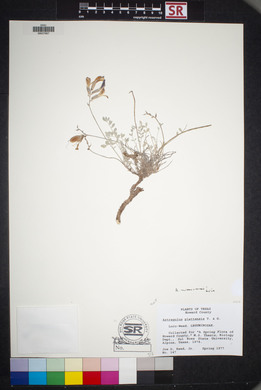 Astragalus missouriensis image