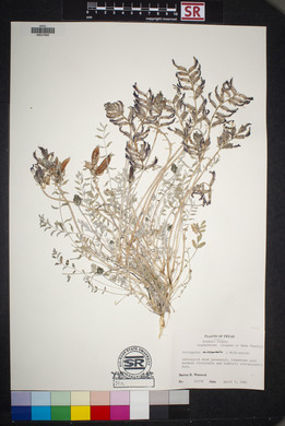 Astragalus missouriensis image