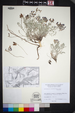 Astragalus missouriensis image