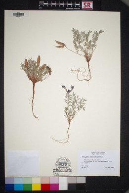 Astragalus missouriensis image