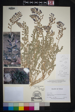 Astragalus mollissimus image