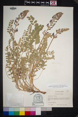 Astragalus mollissimus image