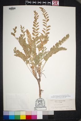 Astragalus mollissimus image