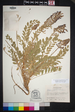 Astragalus mollissimus image