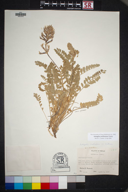 Astragalus mollissimus image