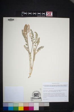 Astragalus mollissimus image