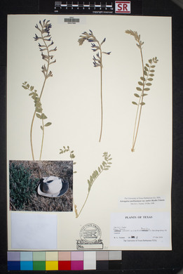 Astragalus mollissimus image