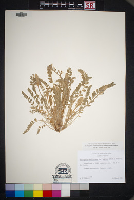 Astragalus mollissimus image