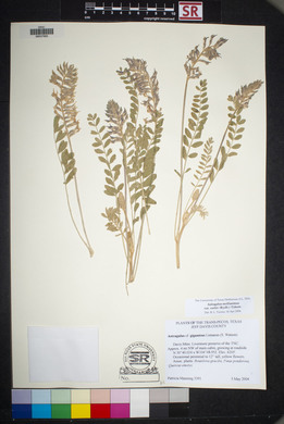 Astragalus mollissimus image