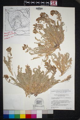 Astragalus mollissimus image