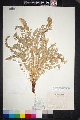 Astragalus mollissimus image