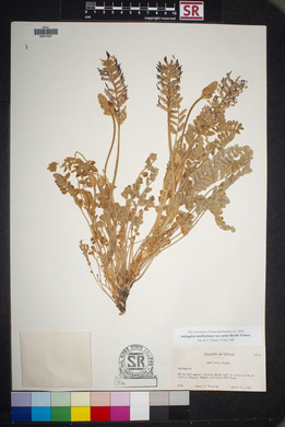 Astragalus mollissimus image