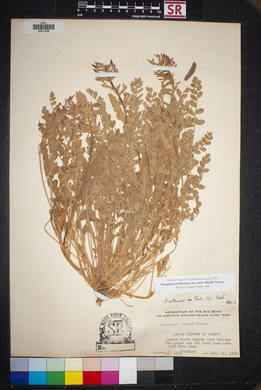 Astragalus mollissimus image