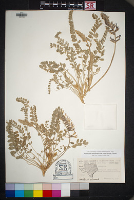 Astragalus mollissimus image