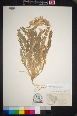 Astragalus mollissimus image