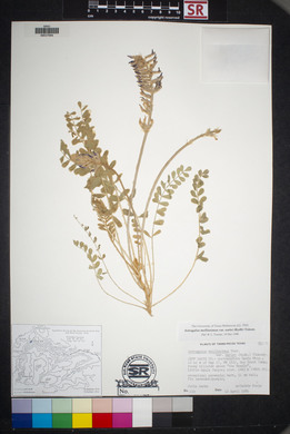 Astragalus mollissimus image