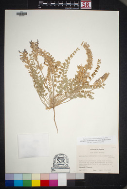 Astragalus mollissimus image