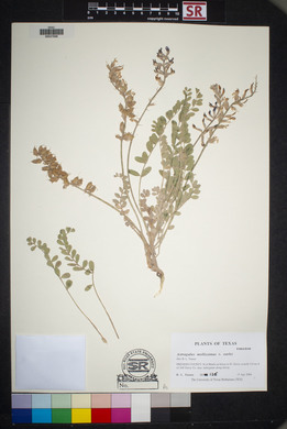 Astragalus mollissimus image