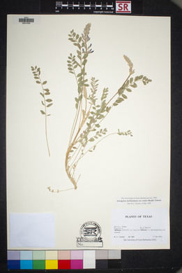 Astragalus mollissimus image