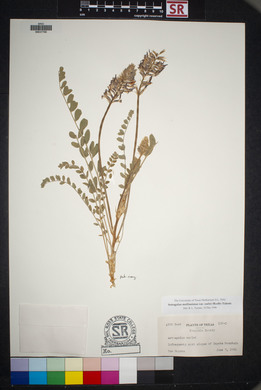 Astragalus mollissimus image