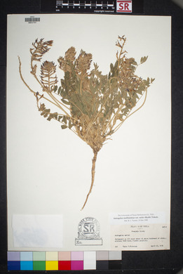 Astragalus mollissimus image