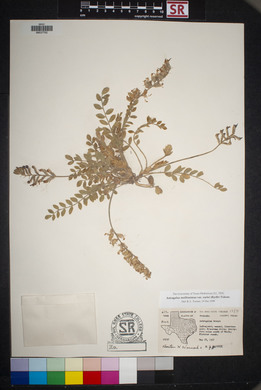 Astragalus mollissimus image