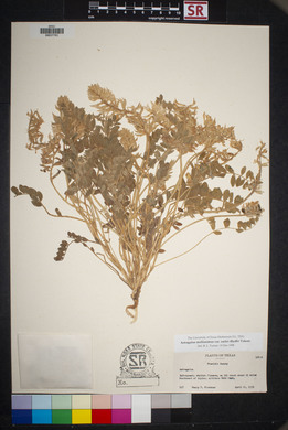 Astragalus mollissimus image