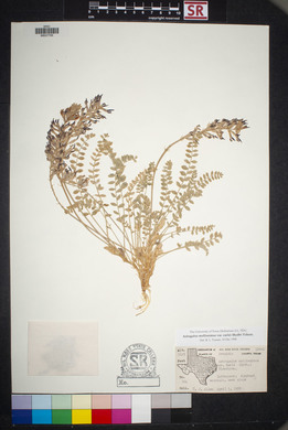 Astragalus mollissimus image