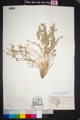 Astragalus mollissimus image