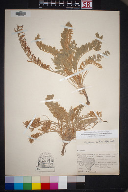 Astragalus mollissimus image