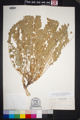 Astragalus mollissimus image