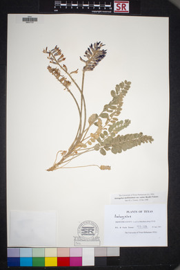 Astragalus mollissimus image