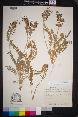 Astragalus mollissimus image