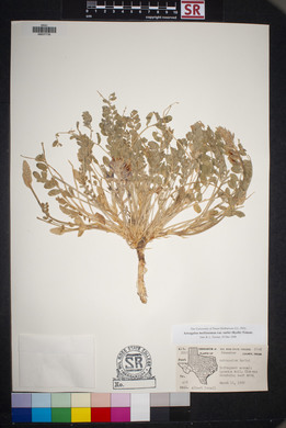 Astragalus mollissimus image