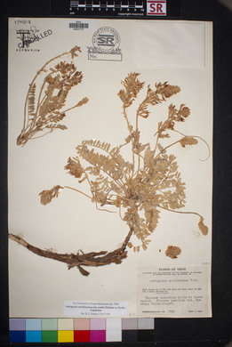 Astragalus mollissimus image