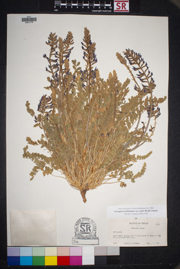 Astragalus mollissimus image