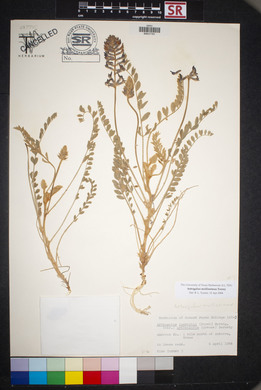 Astragalus mollissimus image