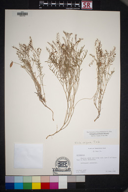 Astragalus pictiformis image