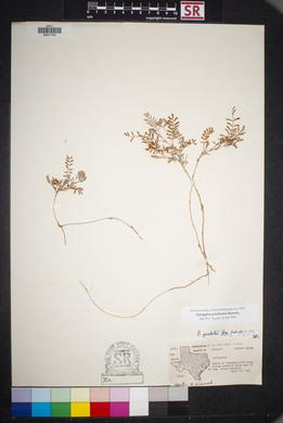 Astragalus pictiformis image