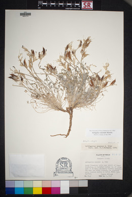 Astragalus waterfallii image