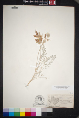 Astragalus waterfallii image