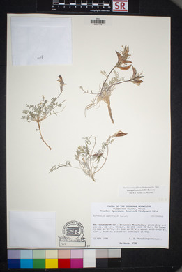 Astragalus waterfallii image