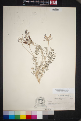 Astragalus waterfallii image