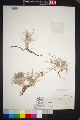 Astragalus waterfallii image