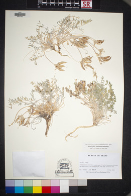 Astragalus waterfallii image