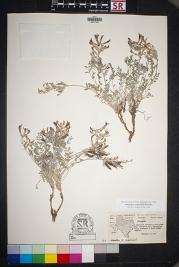 Astragalus waterfallii image