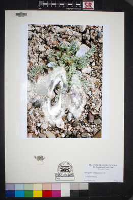 Astragalus emoryanus var. terlinguensis image